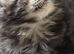 3. Stunning male. Mainecoon kittens