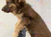 Kcreg liver and tan carrying Isabella German shepherd pup