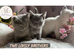 Stunning GCCF BSH Kittens Ready Now