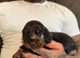 3 beautiful dachshund puppies