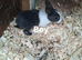 3 blue Dutch rabbit bucks