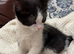 Ragdoll Mix Kittens (Ready Now)