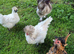 Silkie Cockerel, free to good home.