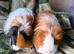 Baby guinea pigs available
