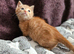Beautiful ginger kittens