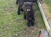 Ryeland coloured lambs
