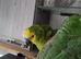 **Stunning 3\-Year\-Old Blue\-Fronted Amazon – Kai**