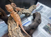 Red Monster x Lemon Bearded Dragons at Birmingham Reptiles