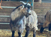6 month old Pygmy wethers