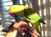 Baby geeen Ringneck parrot for sale