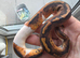 Pied het albino