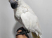 Handreared silly tame baby umbrella cockatoo weaned !