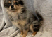 Blue Merle Female Pomeranian