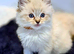 Ragdoll Kittens