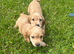 Cocker spaniel puppies