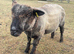 Coloured Ryeland Ram