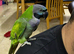 Baby tamed derbyah talking parrot