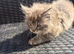 Ragcoon kittens