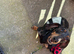 KC Registered Dachshund
