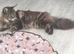 Beautiful girl looking for peaceful home
