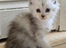 Pedigree TICA Registered Maine Coon Kittens