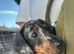 female mini dachshund