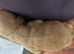 Springador puppies
