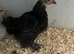 Pekin Bantam chicks