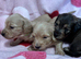 Mini Longhaired English Cream Dachshund Puppies