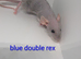 Stunning rat pups