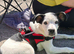 Male Border Collie Cross