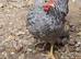 Cream Legbar  Cocks Young Chickens Blue Egg