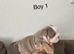 English bulldogs