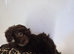 F1 cockerpoos puppies