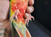 Hand-Tame Pineapple Green Cheek Conure for Sale