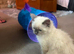 Handsome Ragdoll Kitten for Sale