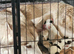 Two white female siberian huskies
