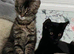 We have gorgeous Maine coon kittens for re homing