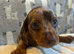 Dachshund puppies