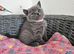 British Shorthair Kittens