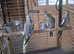 young cockatiels