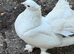 BREEDING PAIR FOR SALE