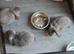 Mini lop