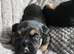 Border terrier puppies