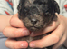 F1b toy Cavapoos