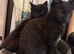 3 beautiful kittens