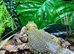 Proven Breeding Pair of Uromastyx Geyri at Birmingham Reptiles