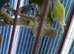 Indian Ringneck parrot