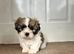 Shihtzu Puppy