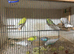 Young Budgies